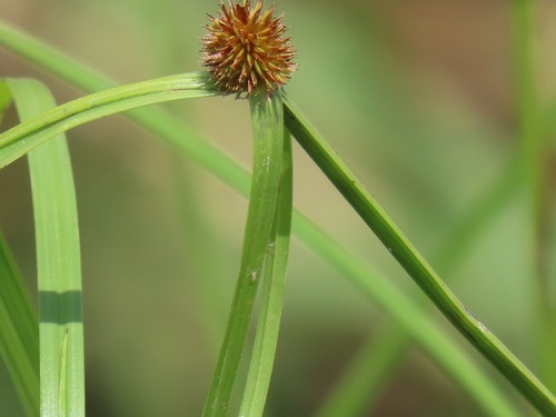 Cyperus melanospermus — photo