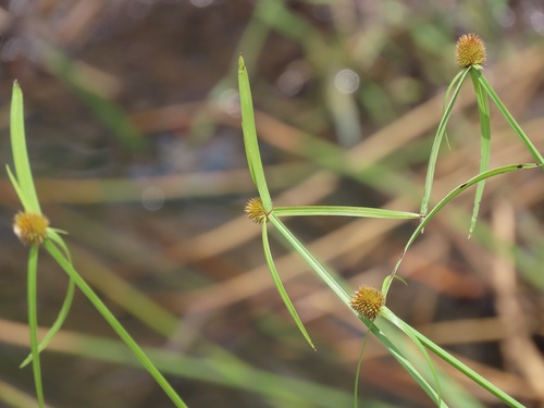 Cyperus melanospermus — photo