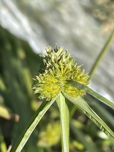 Cyperus metzii (Asian spikesedge) — photo