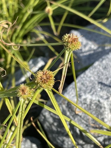 Cyperus metzii (Asian spikesedge) — photo