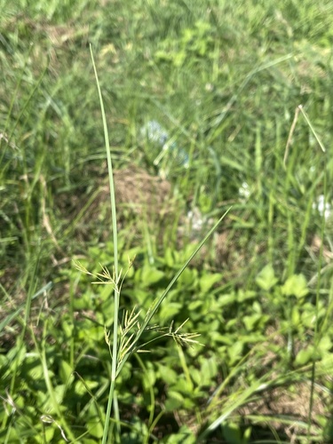 Cyperus mitis — photo