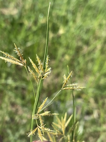 Cyperus mitis