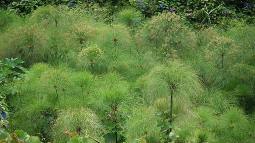 Cyperus papyrus (Papyrus sedge) — photo