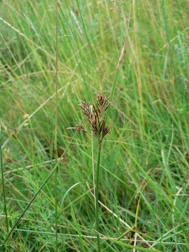 Cyperus rigidifolius (Gicha) — photo