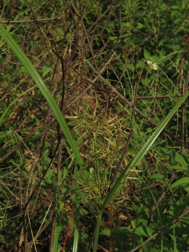 Cyperus rotundus