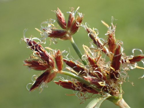 Cyperus rotundus subsp. tuberosus