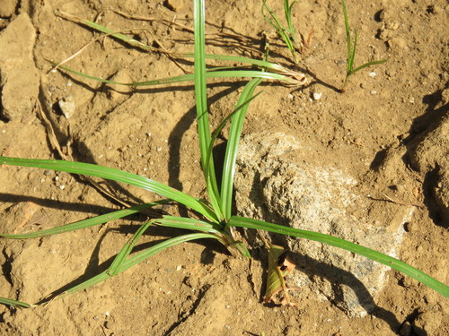 Cyperus rotundus subsp. tuberosus — photo