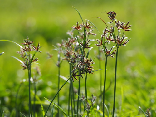 Cyperus rotundus subsp. tuberosus — photo