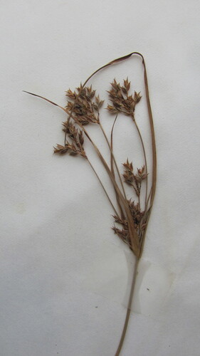 Cyperus schweinitzii (Flatsedge) — photo