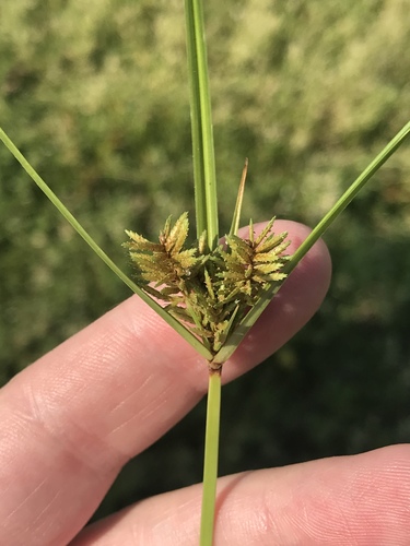 Cyperus setigerus (Lean flatsedge) — photo