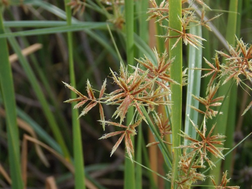 Cyperus setigerus
