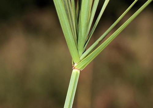 Cyperus sexangularis — photo