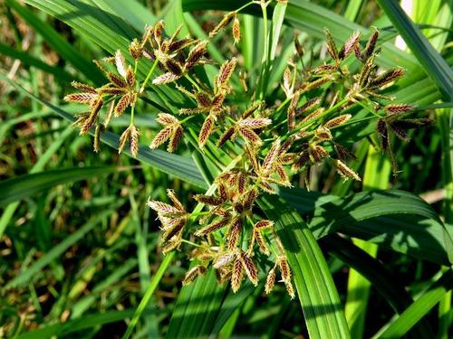 Cyperus sexangularis