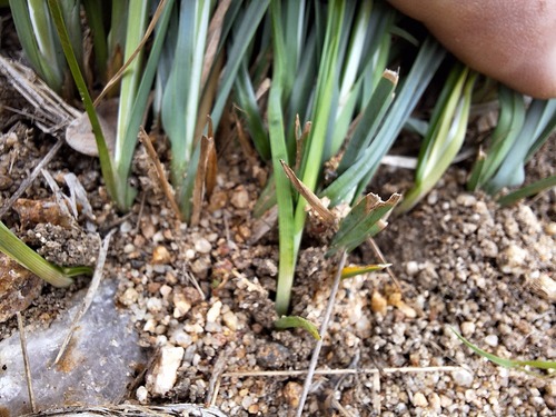 Cyperus sphaerospermus — photo