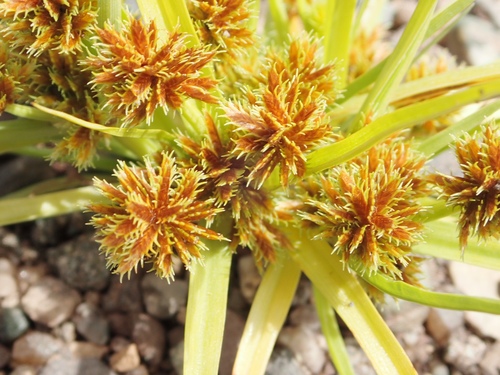 Cyperus squarrosus