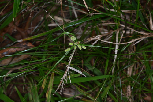 Cyperus subumbellatus — photo