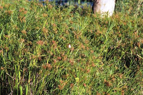 Cyperus textilis — photo