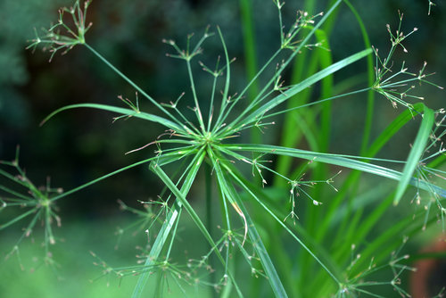 Cyperus textilis — photo