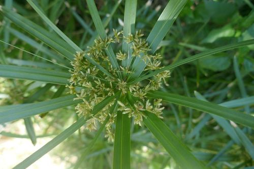 Cyperus textilis