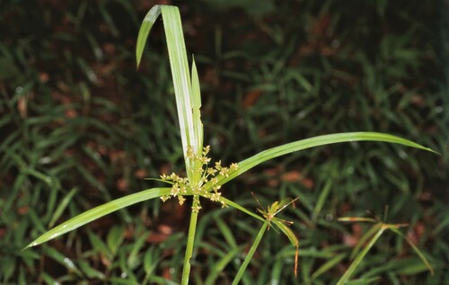 Cyperus trialatus — photo