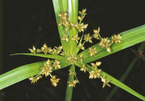 Cyperus trialatus