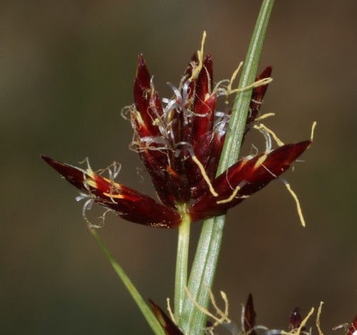 Cyperus usitatus (Boesman uintjie) — photo