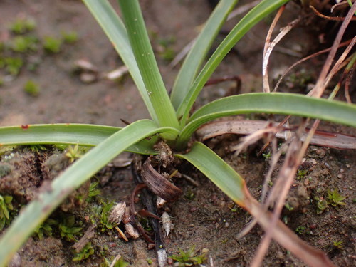Cyperus usitatus (Boesman uintjie) — photo