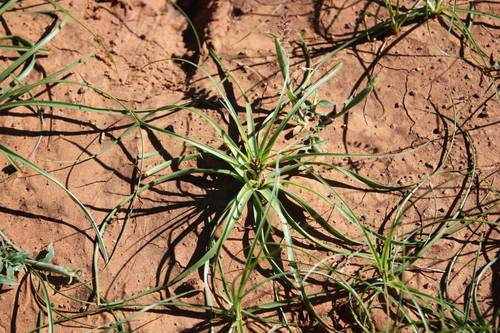 Cyperus usitatus