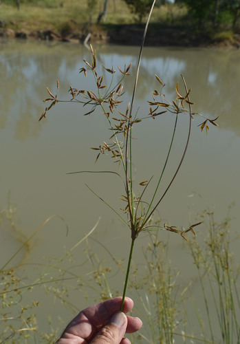Cyperus victoriensis (Bush onion) — photo