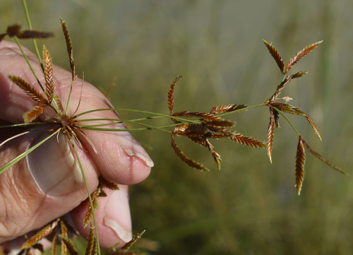 Cyperus victoriensis