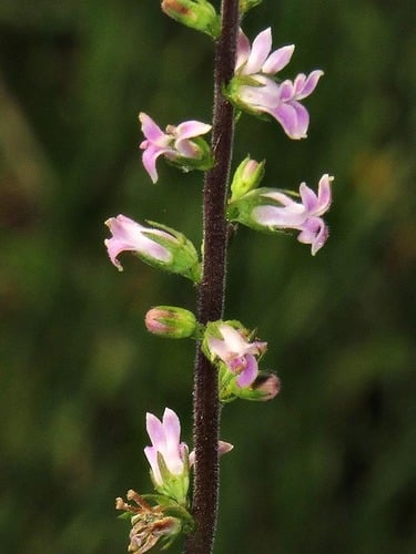 Cyphia bolusii