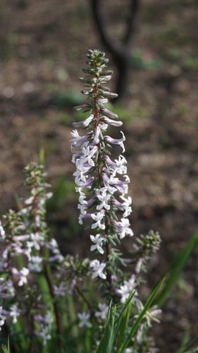 Cyphia bulbosa