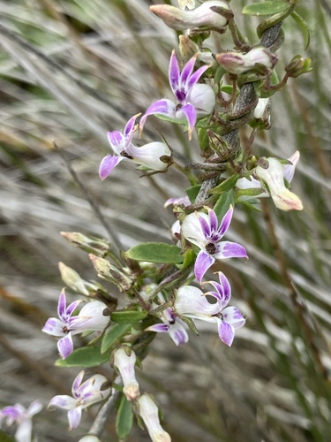 Cyphia crenata