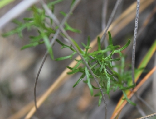 Cyphia digitata — photo