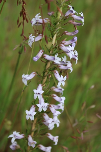 Cyphia digitata — photo