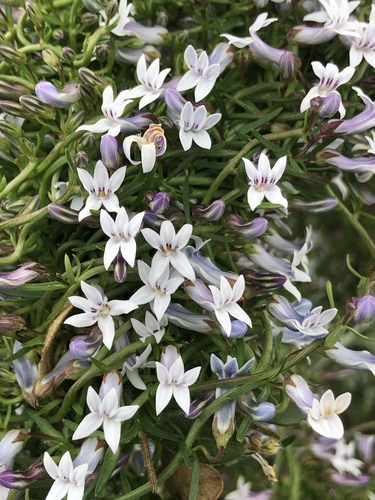 Cyphia digitata