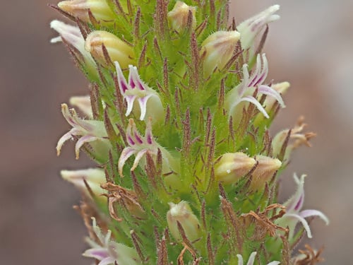 Cyphia elata