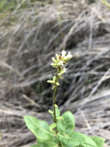 Cyphia elata (Wanderer's food) — photo