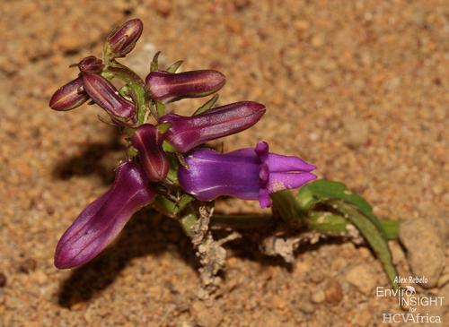Cyphia erecta var. erecta — photo
