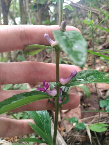 Cyphia erecta var. erecta