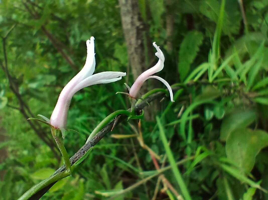 Cyphia glandulifera — photo