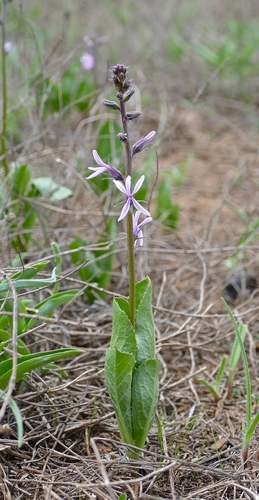 Cyphia glandulifera — photo