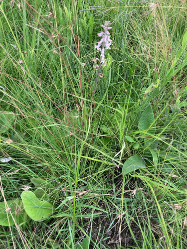 Cyphia longifolia — photo