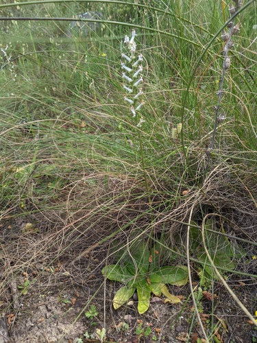 Cyphia phyteuma