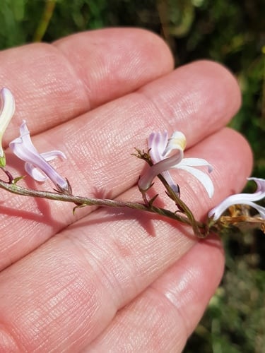 Cyphia stenopetala