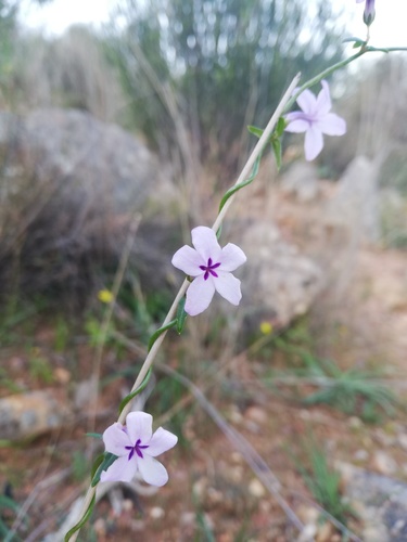 Cyphia zeyheriana