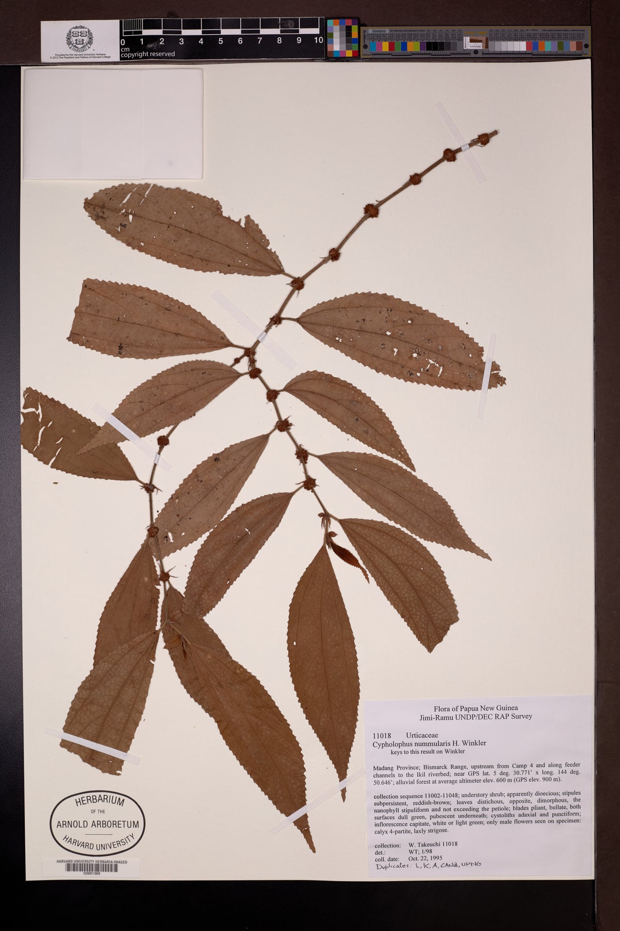 Cypholophus nummularis