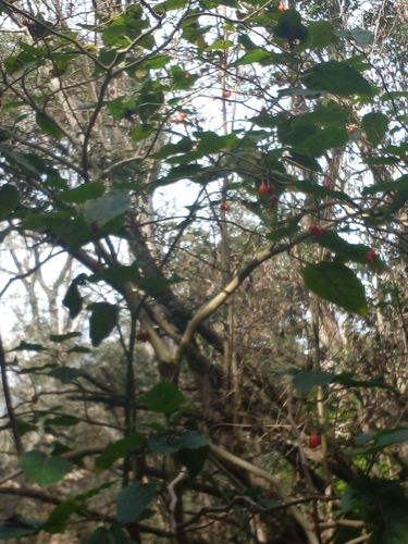 Cyphomandra betacea (Tree tomato) — photo