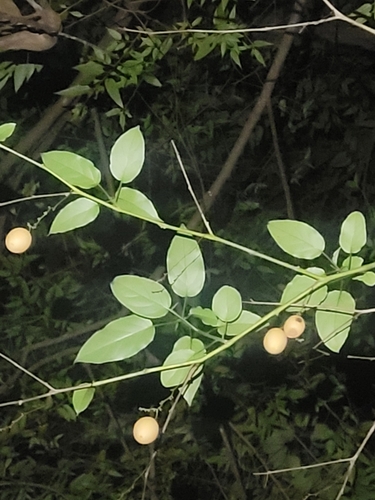 Cyphomandra diploconos (Guava tamarillo) — photo