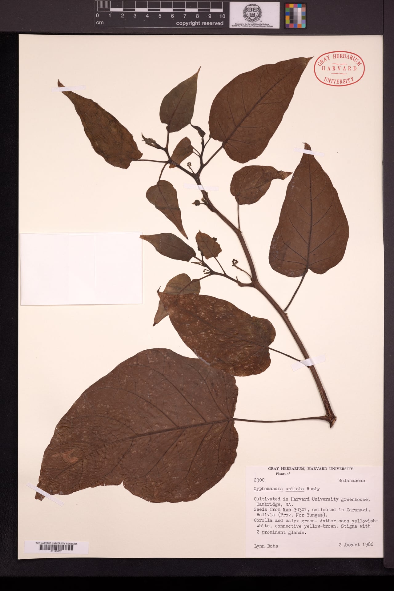 Cyphomandra uniloba